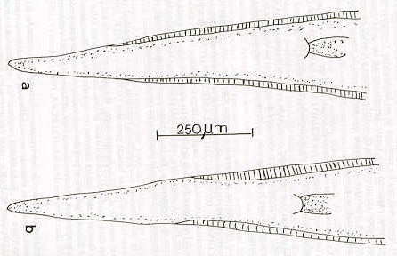 FIGURA. Extremidad caudal de las hembras de Srjabinema caprae (a) y S. ovis segn SCHAD, (1959).