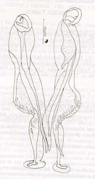 FIGURA 1. Vista ventral de las espculas de C. fuelliborni.