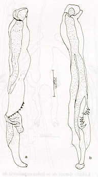 FIGURA 1b. Vista dorsal (a) y dorso - lateral (b) de las espculas de C. fuelleborni