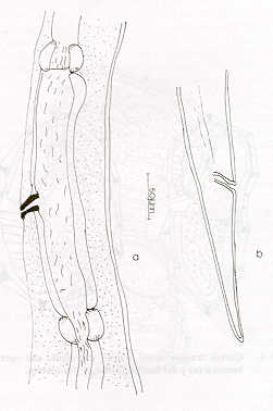 FIGURA 3. Regin vulvar (a) y vista lateral de la cola (b) de la hembra de C. fuelleborni.