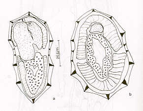 FIGURA 4. Cortes transversales a nivel del medio del cuerpo de la hembra (a) y del macho (b) C. fuelleborni