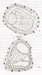 FIGURA 5. Cortes transversales a nivel del tercio del cuerpo del macho (a) y de la hembra (b)   C. fuelleborni