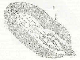 Figura 2b. Dibujo en camara clara de Diplostomum compactum se destacan: ventosa oral (VO), esfago (E) que se bifurca en dos sacos ciegos intestinales (SC) y abundantes clulas excretoras