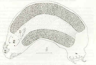 Figura 1b. Dibujo en cmara clara  de trematodo branquial, se destaca en la regin del pro-haptor: plndulas de fijacin (GF),puntos oculares (PO) y complejo copulador (CC). En la regin del opispo-haptor: ganchos de fijacin (F).