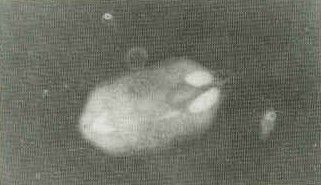 Figura 2a.Observacin en fresco de Diplostomum compactum se destacan los sacos ciegos intestinales. Aumento 20 x.
