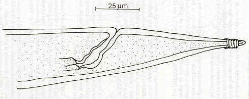Figura 6. Extremidad caudal de la hembra de  spiculopteragia bubalus