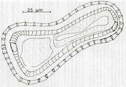 Figura 7. Corte a nivel del medio del cuerpo de la hembra de spiculopteragia bubalus,  para mostrar el sistema de aretes cuticulares