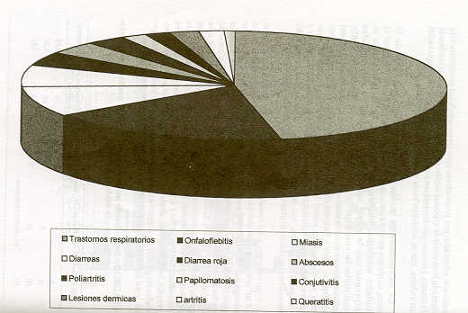 FIGURA 4. Casustica clnica en becerros de doble propsito.