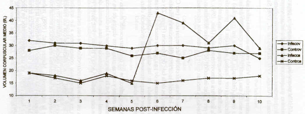 FIGURA 2. Valores promedios del volumen corpuscular medio (VCM) de las ovejas y cabras del grupo infectado con el Trypanosoma vivax durante la fase de pre y post - infeccin.