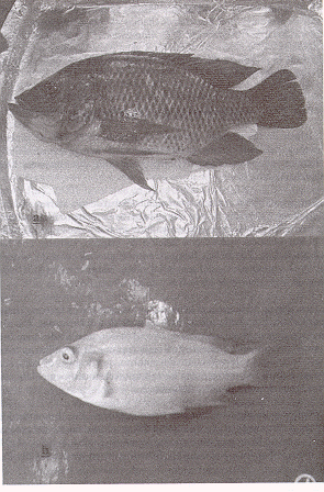 Tilapias: a. silvestre (Oreochromis mossambicus) del Lago de Valencia y b. cultivada (tetrahibrido de O. mossambicus x  O. urolepis hornorum x O. niloticus x O. aureus). 