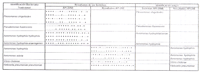 Cuadro 4. Resultados de la clasificacin realizada a travs del sistema de identificacin API-20E y API-20NE.