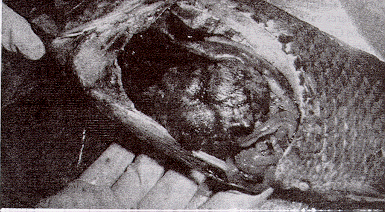 Hepatomegalia en una tilapia silvestre procedente del Lago de Valencia