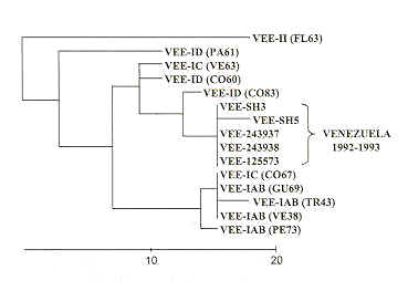 FIGURA 2. rbol filogentico de las cepas de virus de la EVV aisladas durante el brote de 1992 (tomado de Rico-Hesse et al., 1995).