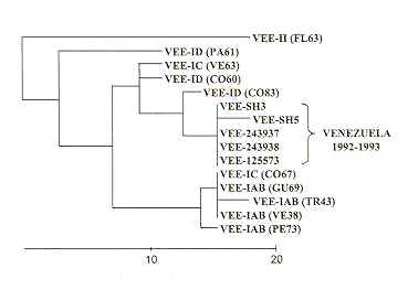 FIGURA 2. rbol filogentico de las cepas de virus de la EVV aisladas durante el brote de 1992 (tomado de Rico-Hesse et al., 1995).