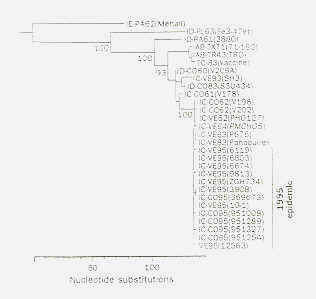 FIGURA 3. rbol fitogentico de las cepas de virus de la EVV aisladas durante la epidemia del 1995 (tomado de Weaver et al., 1996).