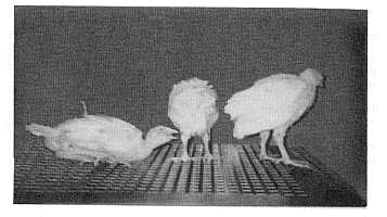 FIGURA 1. Pavos de 5 semanas con tristeza, alas caidas, plumas erizadas, descargo nasal, disnea, respiracin con boca abierta.