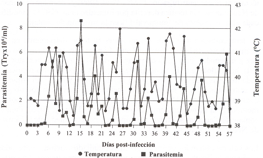 Figura 1. Valores diarios de la parasitemia (Tryp x 106/ml) y la temperatura corporal (C) en un ovino infectado con T. vivax)