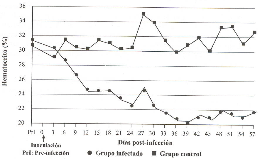 FIGURA 2. Variacin de los promedios del hematocrito (%) en ovinos infectados experimentalmente con T. vivax y en el grupo control, durante el perodo de pre y postinfeccin.