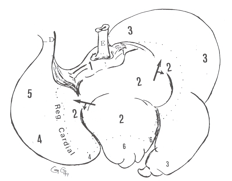 FIGURA 1. Estómago de báquiro, vista dorso-lateral. E= esófago; D= duodeno; 1= surco o gotera; 2= región esofágica; 3= región glandular (compartimiento ll); 4= región fúndica; 5= región pilórica; 6= región glandular (compartimiento intermedio).
