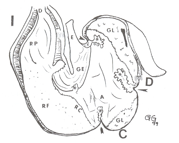 FIGURA 3. Estómago de báquiro, vista lateral interna. E= esófago; GE= gotera esofágica; A= reg. aglandular (esofágica); GL= reg. glandular; RC= reg. cardial; RF= reg. fúndica; RP= reg. pilórica; m= capa muscular; flechas= surco intercámaras; *= pliegue intercámaras; I= compart. lateral izquierdo; C= comp. intermedio; D= comp. lat. derecho.