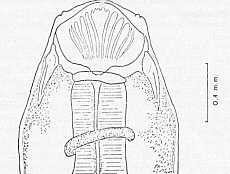 FIGURA1. Camallanus Kachugae (Baylis y Daubney 1922). Cabeza de la hembra en vista lateral (De Baylis y Daubney)