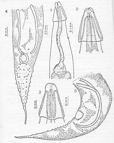 FIGURA 5. Aspidodera vazi (Proenca 1937). 1. Extremidad anterior. 2. Vista dorsal del extremo ceflico. 3. Vista ventral del extremo ceflico. 4. Vista ventral de la cola del macho. 5. Vista lateral de la cola del macho. (De Proenca)