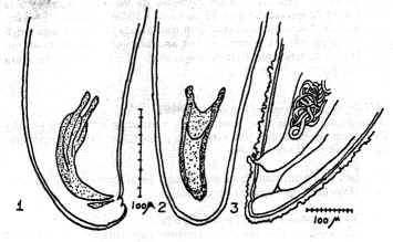 FIGURA 6. Filaroides arator (Chandler, 1931). 1 y 2. Extremo posterior del macho, vista lateral y ventral. 3. Extremo posterior de la hembra. (D e Chandler)