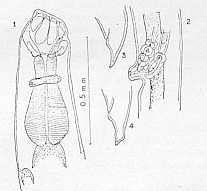 FIGURA 7. Kalicephalus appendiculatus (Molin, 1861). 1. Extremidad anterior. 2. Regin de la vulva. 3 y 4. Cola de la hembra. (De Schad)