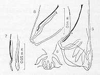 FIGURA 8. Kalicephalus appendiculatus (Molin, 1861). 5 y 6. Extremidad caudal del macho. 7 y 8. Detalle de las espculas y gubernculo. (De Schad)
