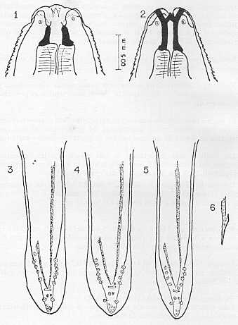 FIGURA 9. Habronema maurrayi(Ortlepp, 1934). 1. Extremo anterior, vista lateral. 2. Extremo anterior, vista dorsal. 3, 4 y 5. Vista ventral de varios machos. 6. Final de la espcula izquierda (De Ortlepp).