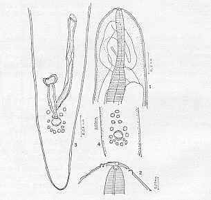 FIGURA 10. Oswaldofilaria brevicaudata (Rodhain y Vuylsteke, 1937) 1. Extremo anterior de la hembra. 2. Detalle de la cabeza. 3. Extremidad posterior del macho, vista ventral. 4. Papilas caudales del macho. (De Texeira)