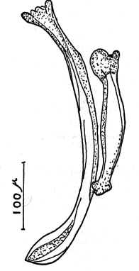 FIGURA 11. Oswaldofilaria brevicaudata (Rodhain y Vuylsteke, 1937) Espcula aislada (Original)