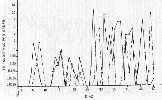 Grafica 1. Curso de la Parasitemia en ovinos infectados con Tripanosoma vivax Americano, criopreservado por 3 aos (OP1) y por 4 aos (OP2). La flecha seala el da de la inoculacin (da 0).