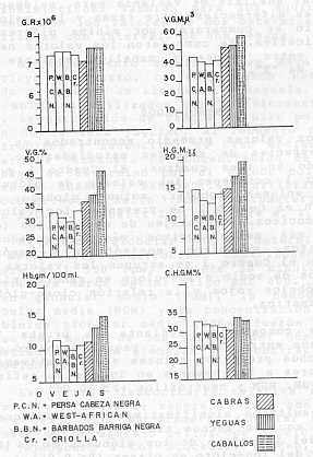 Grafico N 1Representacion grafica de los valores promedio de: G.R, V.G, H.b., V.G.M,  H.G.M, C.H.G.M, observados en ovejas de cuatro razas diferentes, en cabras y en equinos de ambos sexos.