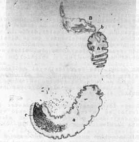 Fig. 2. Tubo Digestivo 10X. esófago-estómago. A- primera porción del estomago, a-segunda porción del estomago; B-esófago ; b-proventrículo; C-contenido estomacal H y E.
