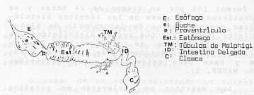 Fig1. Aspectos anatómicos del tubo digestivo de Alpis mellifica. E: esófago, e: Buche; P: Proventrículo; Est: Estomago; TM: Túbulos de Malphigi; ID: Intestino Delgado; C: Cloacas.