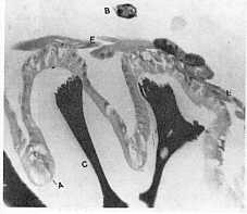 Fig. 6b. Intestino delgado (detalle) 256X. A-epitelio intestinal cúbico alto; B-túbulos de Malphigi, C- membrana peritrófica; D- contenido intestinal; E- fibras musculares (H y E).