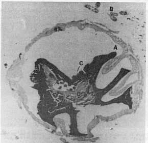 Fig. 6a. Intestino anterior. 100X