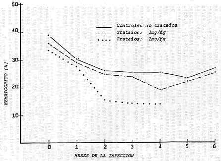 FIGURA 1.  Valores promedios de hematocrito en yeguas infectadas experimentalmente con T. evansi y tratadas con Isometamidium.