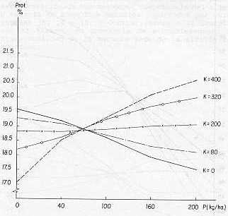 Grfico 2. Efecto de la interaccin P x K sobre la protena de la alfalfa.