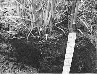 Figura 1. �Distribuci�n radical del cultivo cana de az�car en suelo con problemas de estructuraci�n. Campo Experimental-CENIAP. 1988.