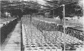 Foto 1.Aspecto general del umbrculo de caa de azcar en el CENIAP. Ntese el sombreamiento producido por el techo de lminas de aluminio y los potes plsticos No. 10 utilizados.